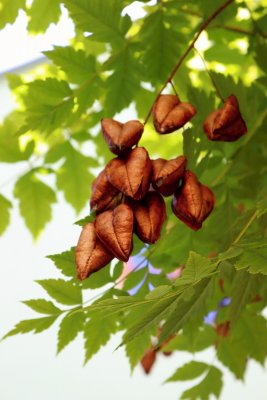 Koelreuteria paniculata - svitel latnatý - plod